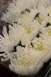 Chrysanthemum Deko Anastasia (hvid)
